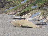 Halbinsel Valdes - See-Elefanten