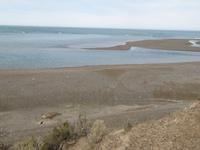 Halbinsel Valdes - See-Elefanten