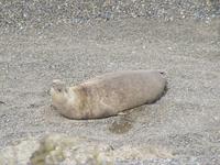 Halbinsel Valdes - See-Elefanten