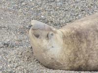 Halbinsel Valdes - See-Elefanten