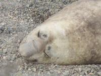 Halbinsel Valdes - See-Elefanten