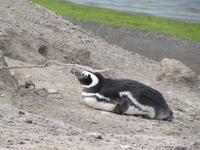 Halbinsel Valdes - Pinguinkolonie - Brutzeit