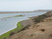 Halbinsel Valdes - Möwenschwarm