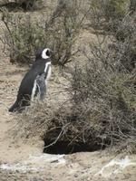 Pinguinkolonie Tombo