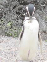 Pinguinkolonie Tombo