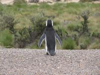 Pinguinkolonie Tombo