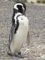 Pinguinkolonie Tombo