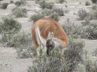 Guanaco