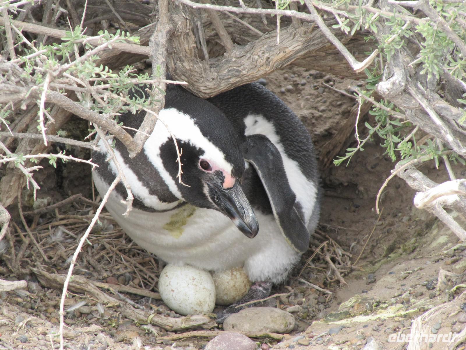 Pinguinkolonie Tombo