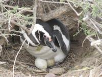 Pinguinkolonie Tombo