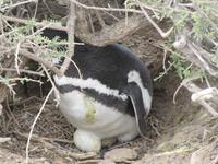 Pinguinkolonie Tombo