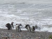 Pinguinkolonie Tombo