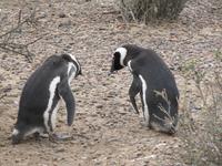 Pinguinkolonie Tombo