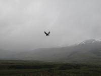 Patagonien - Kondore