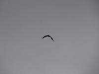 Patagonien - Kondore