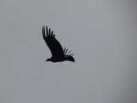 Patagonien - Kondore