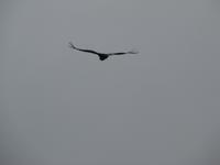 Patagonien - Kondore