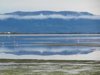 Patagonien - Laguna Nimez in El Calafate