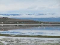 Patagonien - Laguna Nimez in El Calafate
