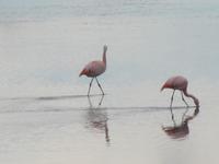 Patagonien - Laguna Nimez in El Calafate