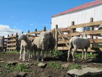 Patagonien - Estancia El Galpon del Glaciar