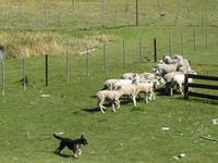 Patagonien - Estancia El Galpon del Glaciar