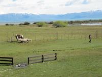 Patagonien - Estancia El Galpon del Glaciar