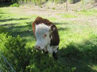 Patagonien - Estancia El Galpon del Glaciar