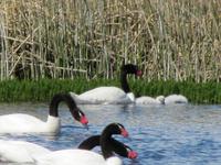 Patagonien - Estancia El Galpon del Glaciar, Vogelbeobachtung: Schwarzhalsschwan mit Jungen