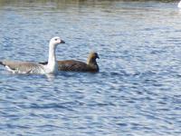 Patagonien - Estancia El Galpon del Glaciar, Vogelbeobachtung: Magellangänse