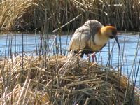 Patagonien - Estancia El Galpon del Glaciar, Vogelbeobachtung: Ibis