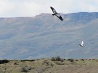 Patagonien - Estancia El Galpon del Glaciar, Vogelbeobachtung: Ibis