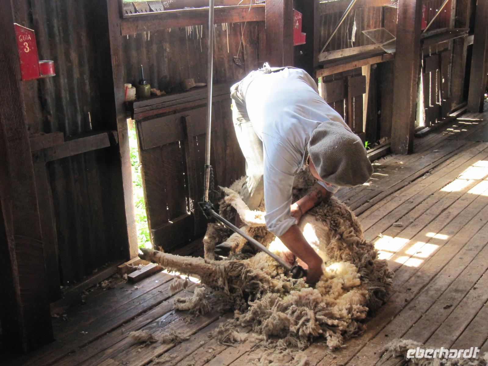Patagonien - Estancia El Galpon del Glaciar, Schafscher-Vorführung