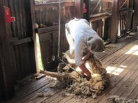 Patagonien - Estancia El Galpon del Glaciar, Schafscher-Vorführung