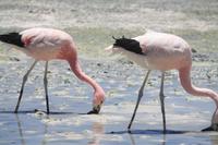Flamenco andino in der Laguna Hedionda, Bolivien