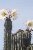 Kakteenblüte auf dem Weg nach Tarabuco, Bolivien