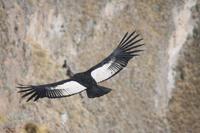 Condor im Valle del Colca, Peru