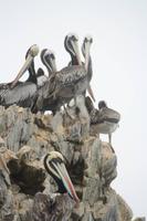Pelikane auf den Islas Ballestas, Peru