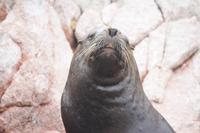 Seelöwe auf den Islas Ballestas, Peru