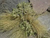 Lagunen Miniques und Miscanti