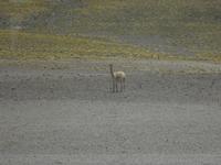 Lagunen Miniques und Miscanti