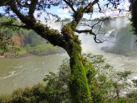 Argentinien/ Parque Nacional Iguazu - Spaziergang auf dem Lower Trail