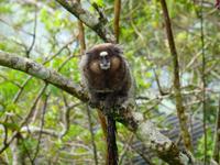 Brasilien/ Rio de Janeiro -  Weißbüschelaffe auf dem Corcovado