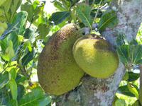 Brasilien/ Rio de Janeiro -  Durian/ Stinkfrucht