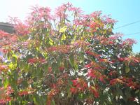 Weihnachtssternbaum Valparaiso