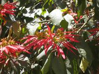 Weihnachtssternbaum Valparaiso