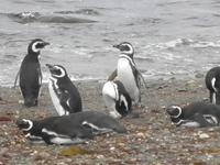Magellanpinguine