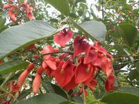 Nationalbaum Ceibo in Buenos Aires