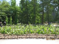 IMG_3978 Zu Besuch auf dem Weingut Concha y Toro