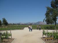 IMG_3979 Zu Besuch auf dem Weingut Concha y Toro